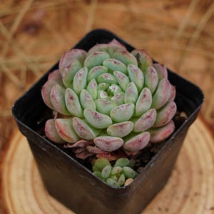 May include: A small green succulent plant with red edges on the leaves, growing in a black square pot.