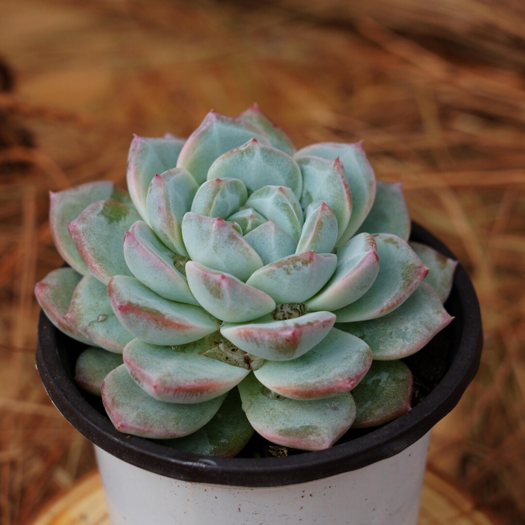 ceramic plant pot and saucer Cement Green Ceramic Plant Pot and Saucer main image 0