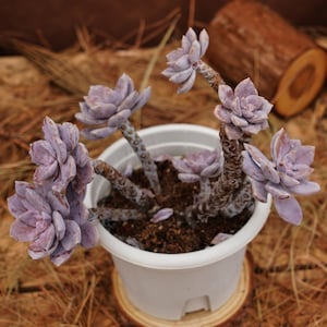 7&quot; Live Succulent Plants, Graptopetalum Superbum, Easy Care Plants