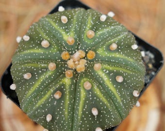 2&quot; Live Succulent Plants, Astrophytum Ball Variegated, Easy Care Plants