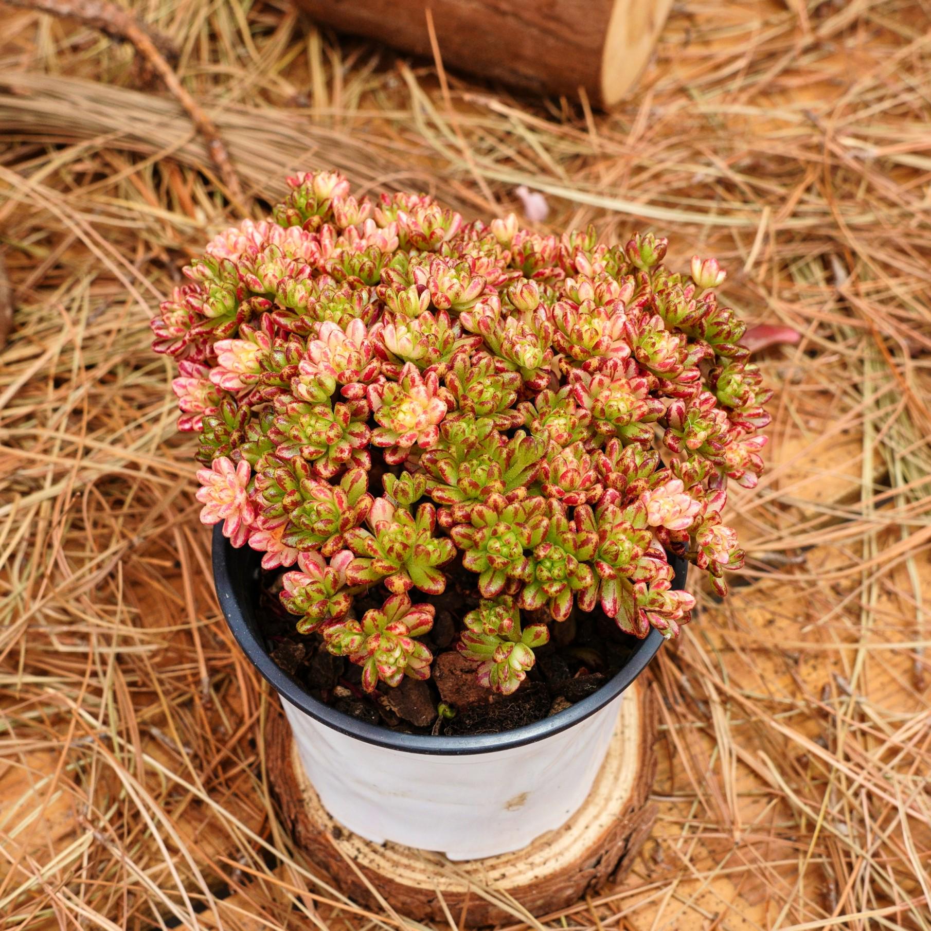 4インチの生きた多肉植物、アエオニウム・セディフォリウム斑入り、お