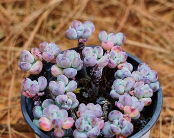 4" Live Succulent Plants, Sedum Comixtum, Easy Care Plants