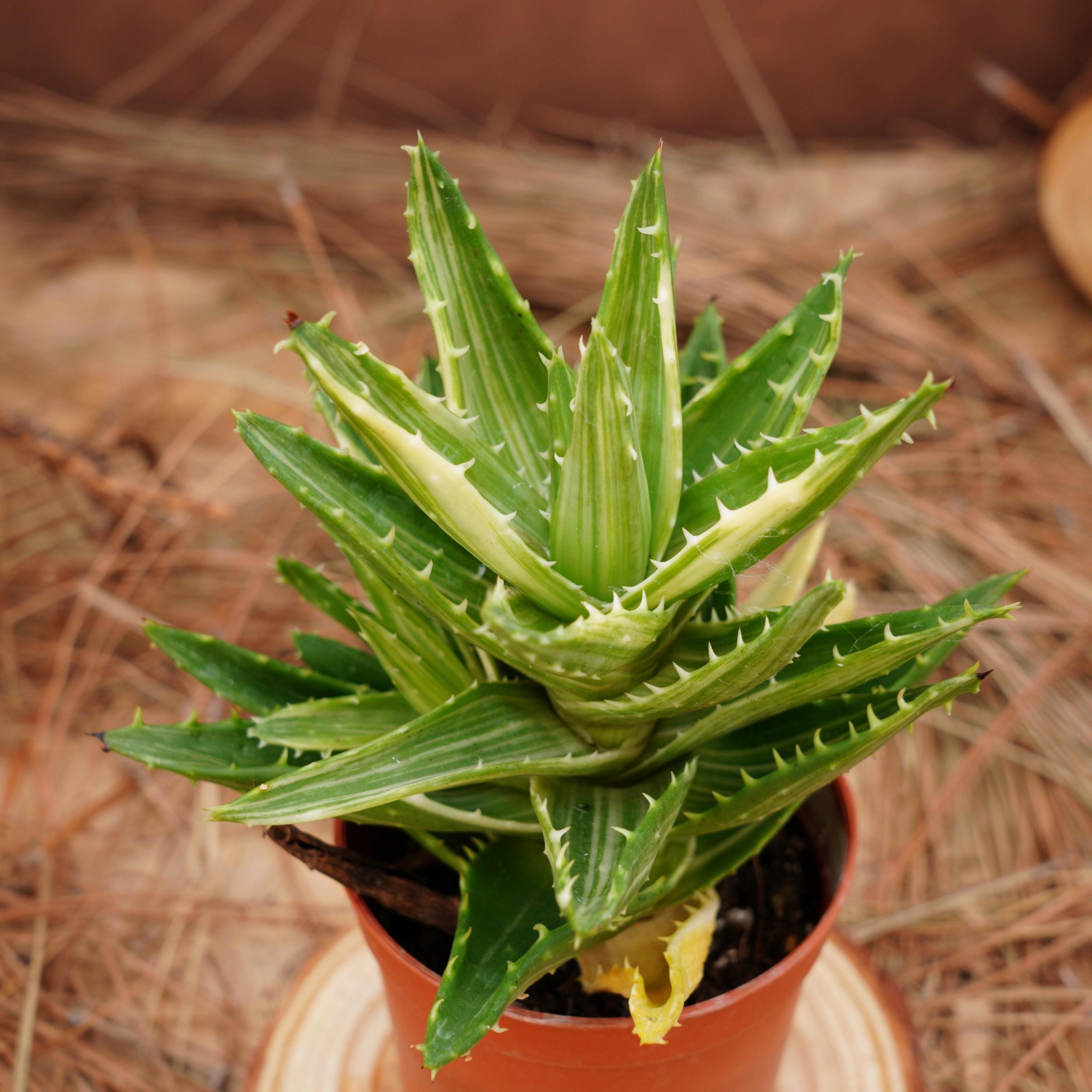 Aloe variegata - Etsy 日本