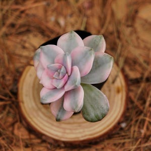2.5&quot; Live Succulent Plants, Graptopetalum Purple Delight White Variegated, Easy Care Plants