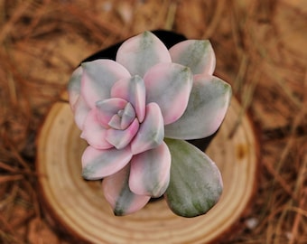 Plantas suculentas vivas de 2,5&quot;, Graptopetalum Purple Delight White Variegated, plantas de fácil cuidado