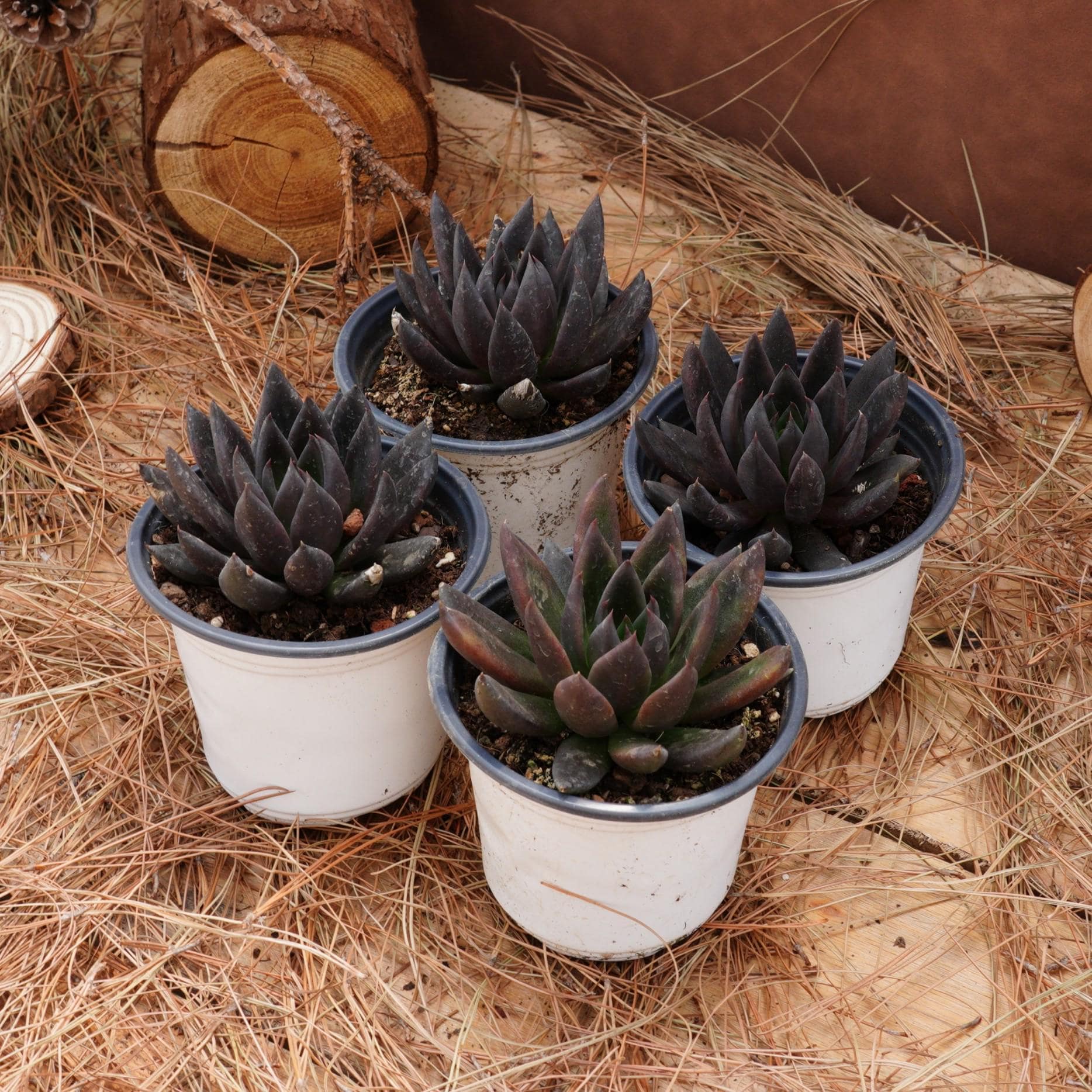 4インチの生きた多肉植物、エケベリア ブラック ナイト、お手入れが