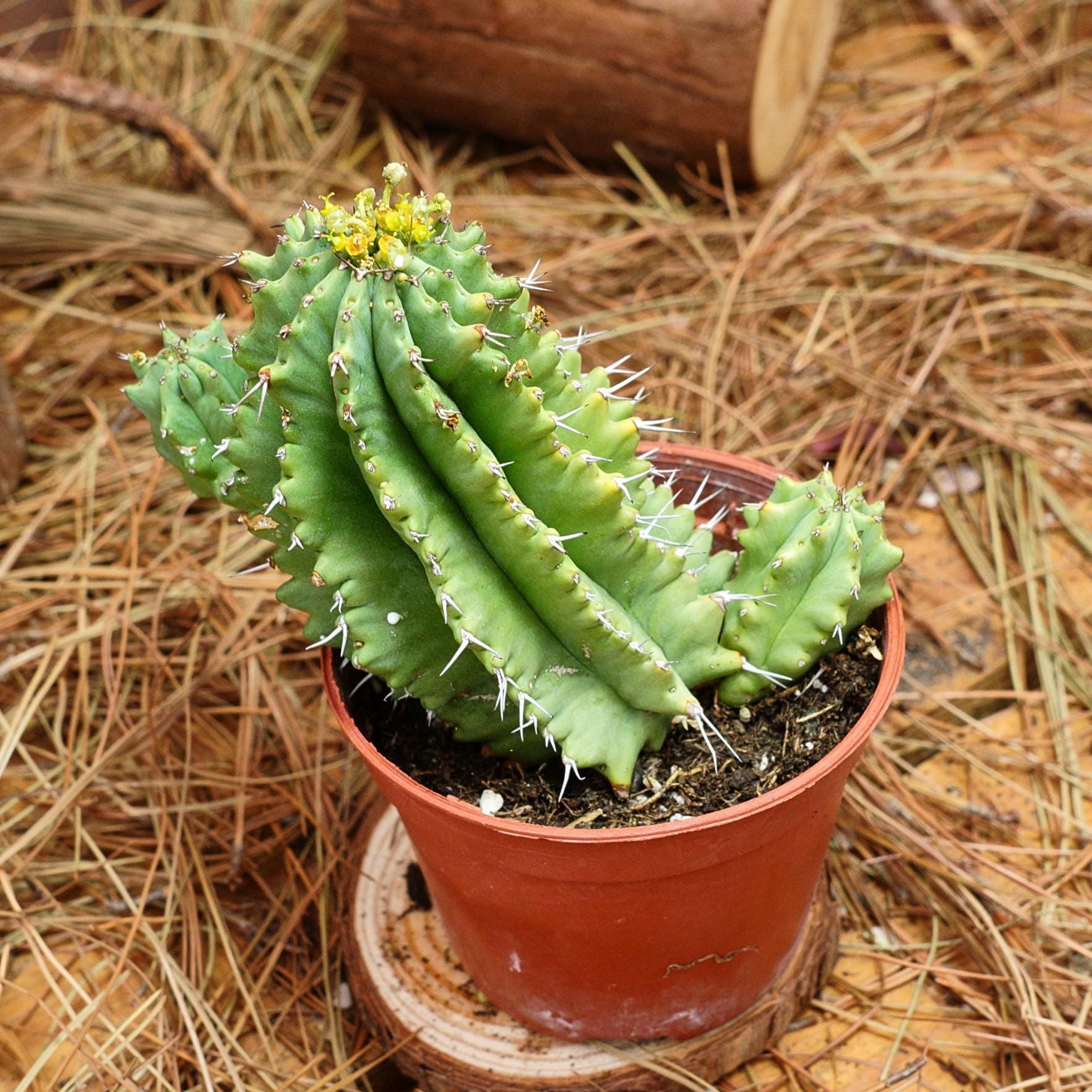 Euphorbia ingens - Etsy 日本