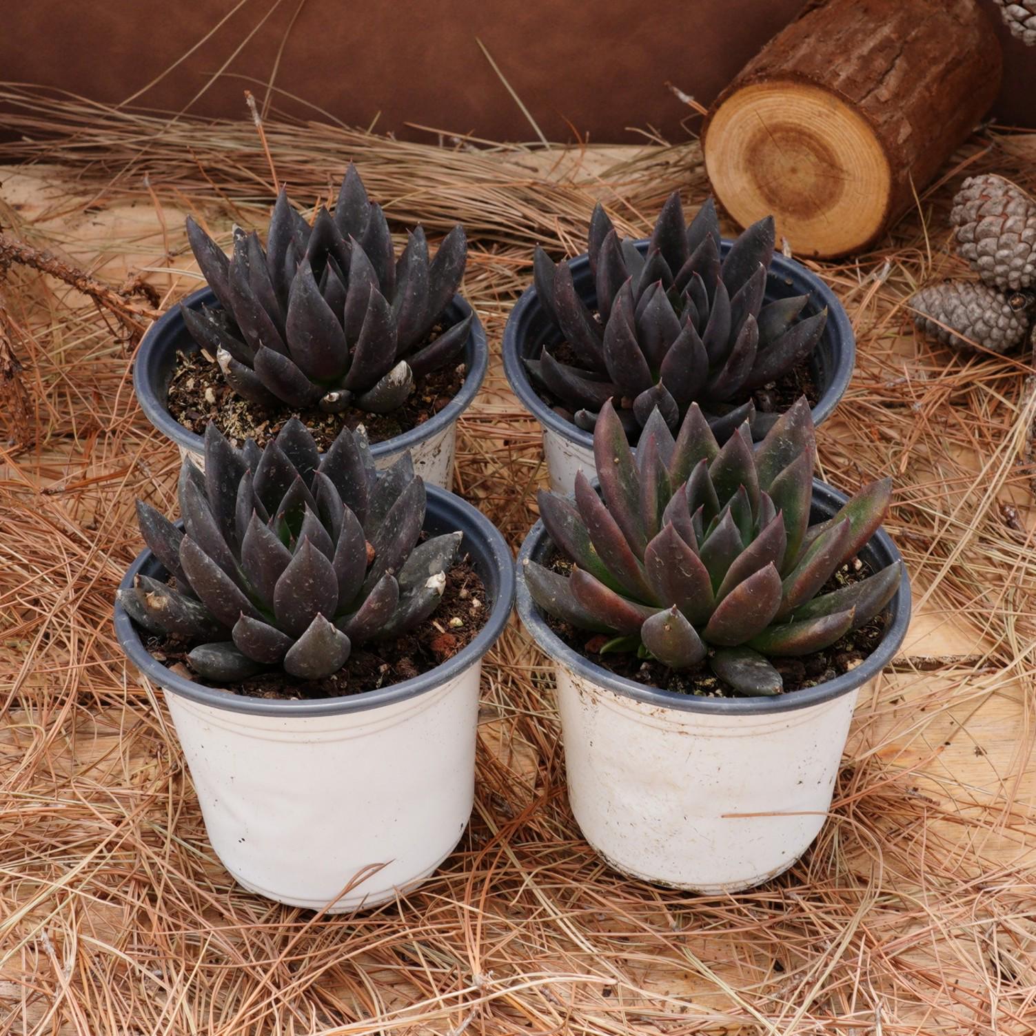 4インチの生きた多肉植物、エケベリア ブラック ナイト、お手入れが