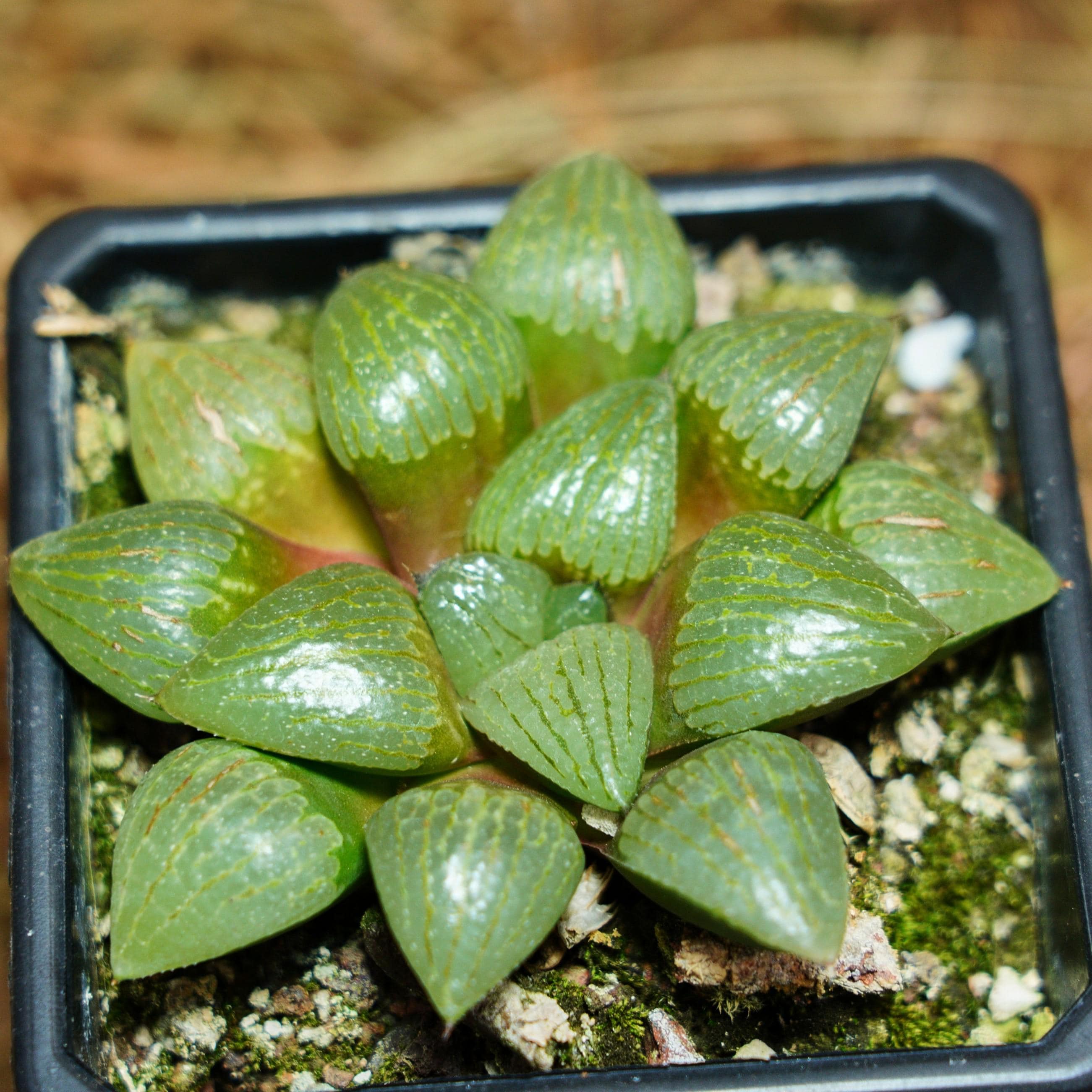 3,5-inch levende vetplanten, Haworthia Heidelbergensis, onderhoudsvriendelijke planten