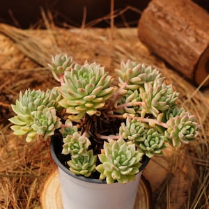 May include: A close-up of a succulent plant with green and light green leaves in a white pot. The plant is surrounded by brown straw-like material.