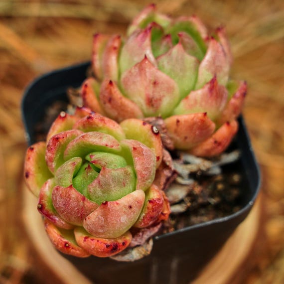 Echevera Sp. 'glo' Rare Lve Succulent - Etsy