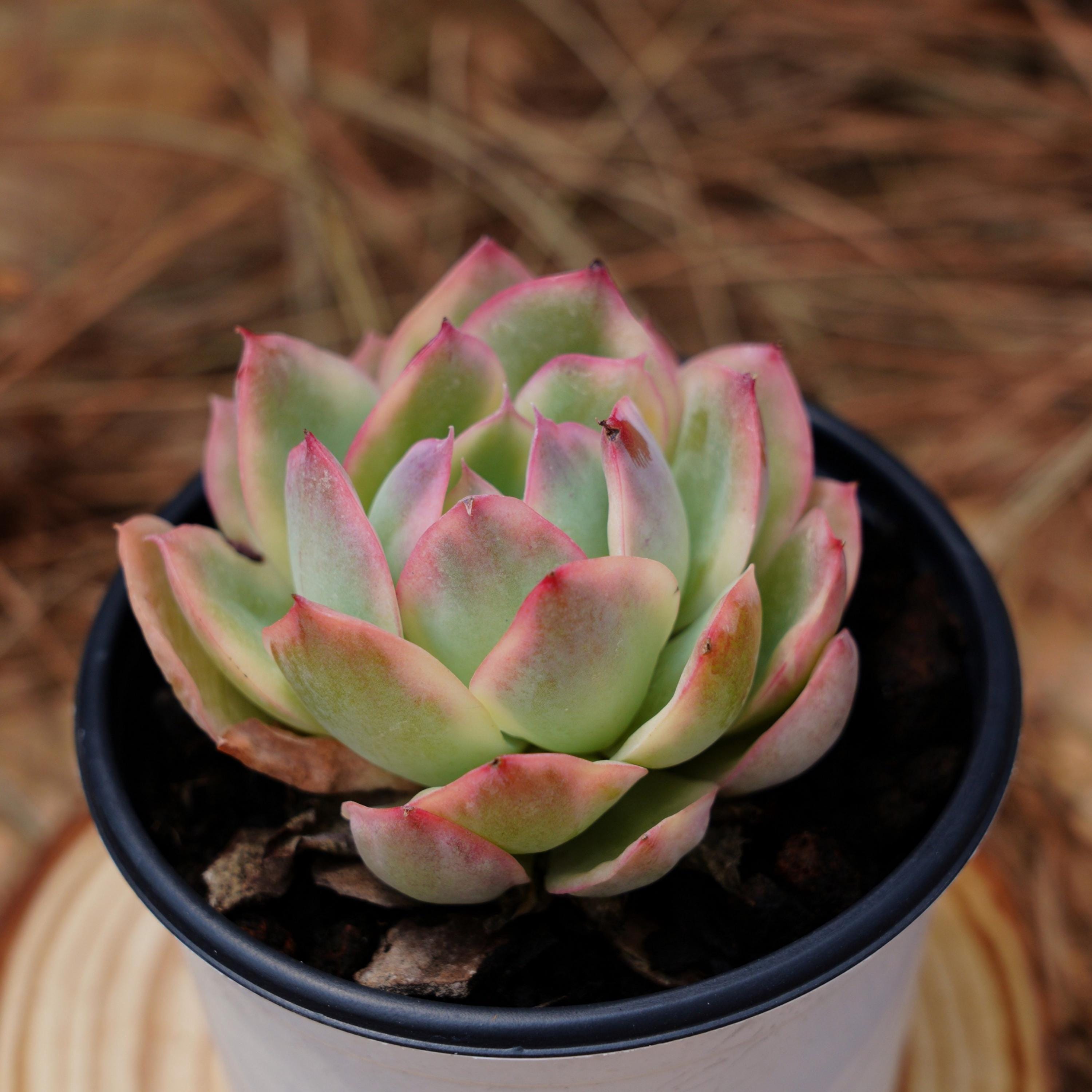 3.5インチ 生きた多肉植物、エケベリア ルエラ 斑入り、お手入れ簡単 