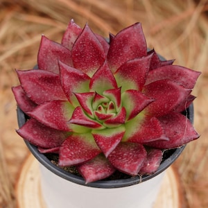 Könnte beinhalten: Nahaufnahme einer Sukkulentenpflanze mit roten und grünen Blättern. Die Pflanze befindet sich in einem weißen Topf mit schwarzem Rand.