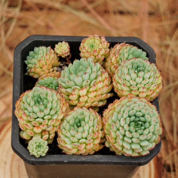 4" Live Succulent Plants, Echeveria Vincent Catto, Easy Care Plants - Etsy