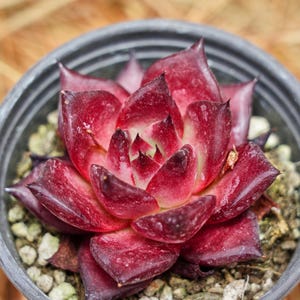 May include: Close-up of a succulent plant in a grey pot. The plant has deep red leaves with lighter green and pink hues in the centre. The pot is filled with small, light-coloured pebbles.