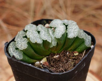 Levende vetplanten 2,5 inch, Haworthia Truncate Valin, onderhoudsvriendelijke planten