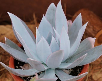 7&quot; Live Succulent Plants, Echeveria Cante Glass, Easy Care Plants