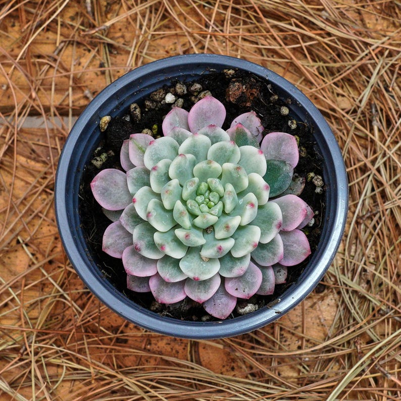 3" Live Succulent Plants, Echeveria Blue Apple Variegated - Thumbnail 2