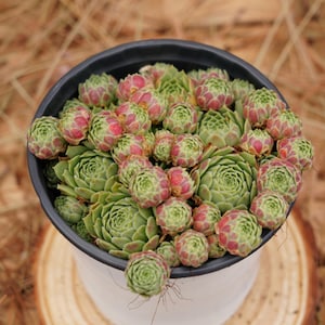 rosette succulents care Succulent Growing Kit