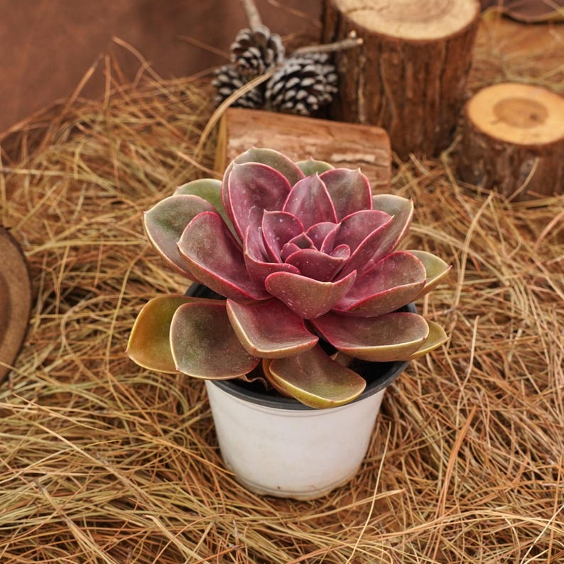 Echeveria Perle von Nurnberg Succulent - Thumbnail 3