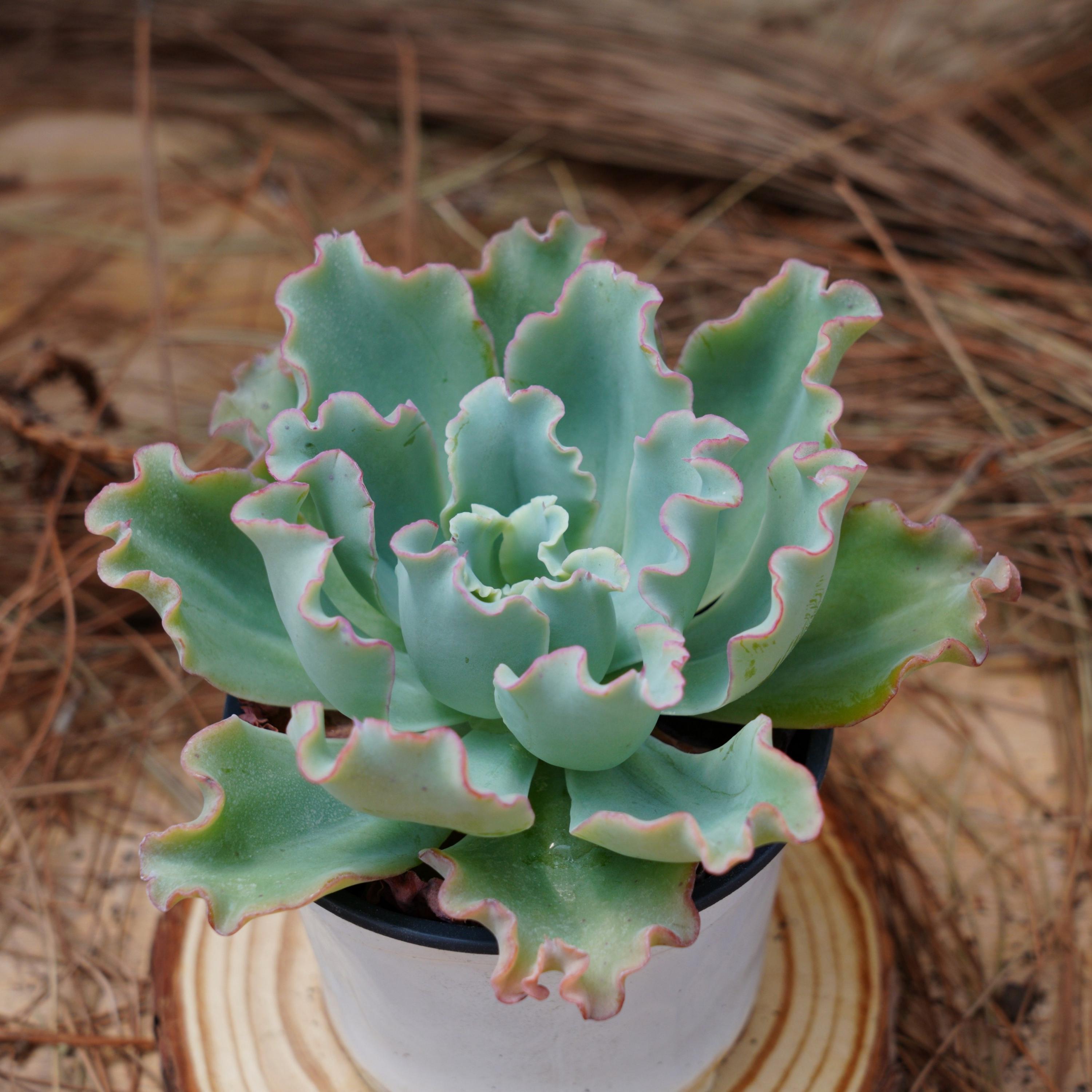 4" Live Succulent Plants, Echeveria Aquarius, Easy Care Plants