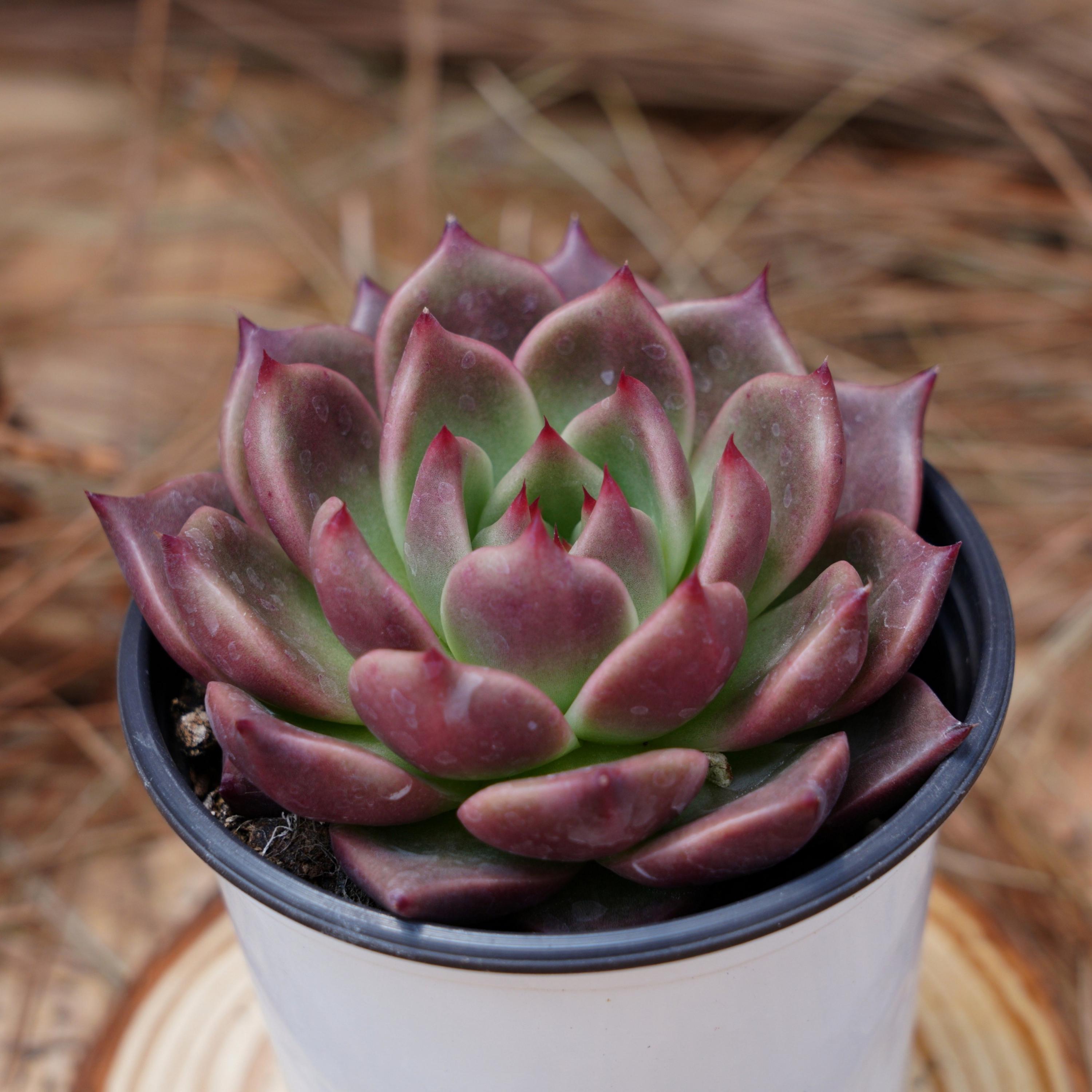 Echeveria strictiflora v nova - Etsy 日本