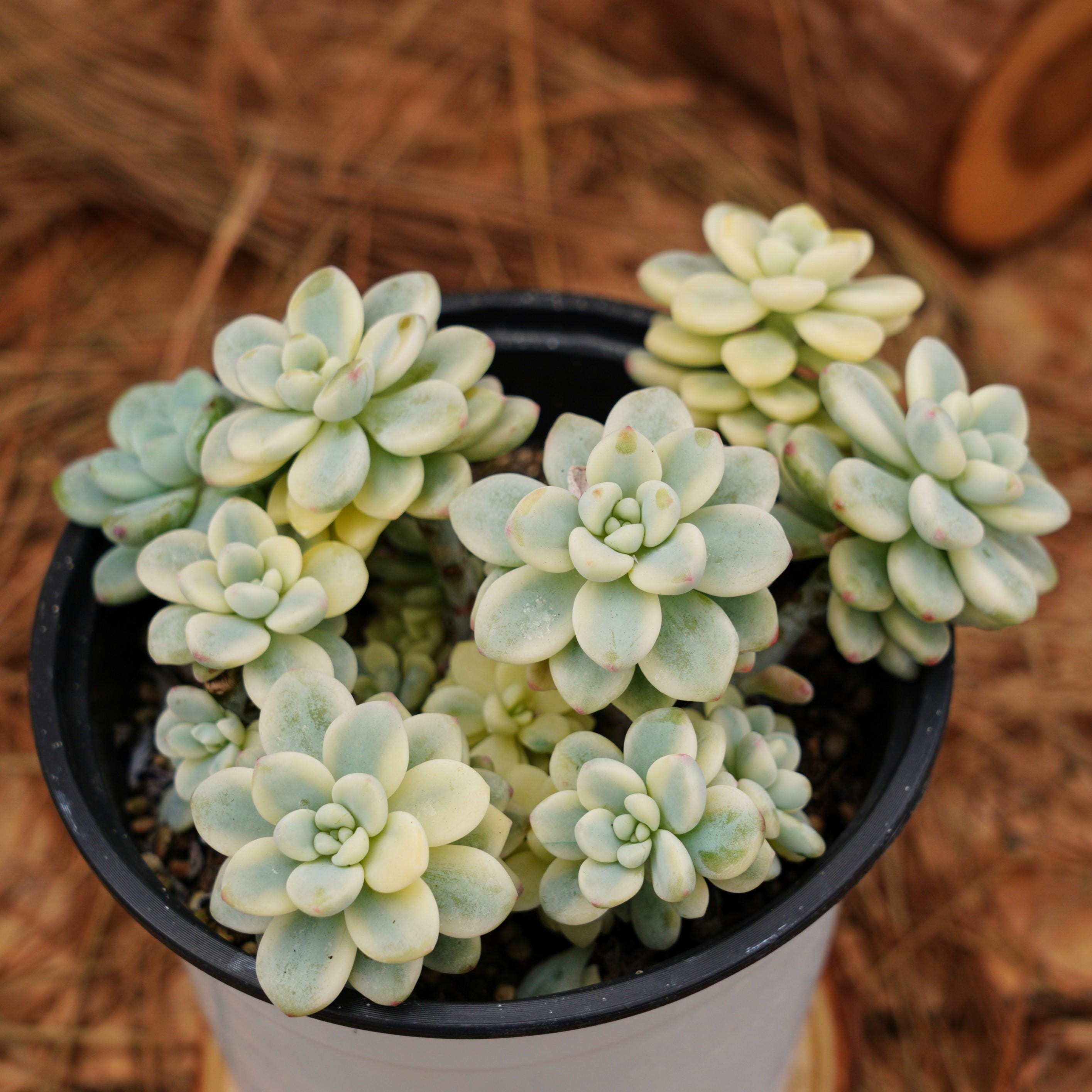 多肉植物　Sedum  coco様仮専用　❀お任せ❀ 楽天市場】緑亀の卵 セダム Mサイズ5.5cmポット sedum