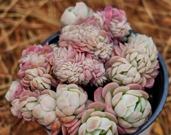 Plantas suculentas vivas de 4", Echeveria Lemon Berry Crested, plantas de fácil cuidado