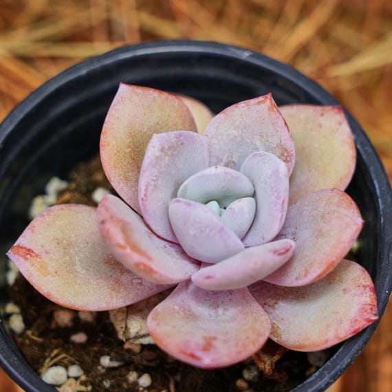 3.5インチの生きた多肉植物、エケベリア クリームティー、お