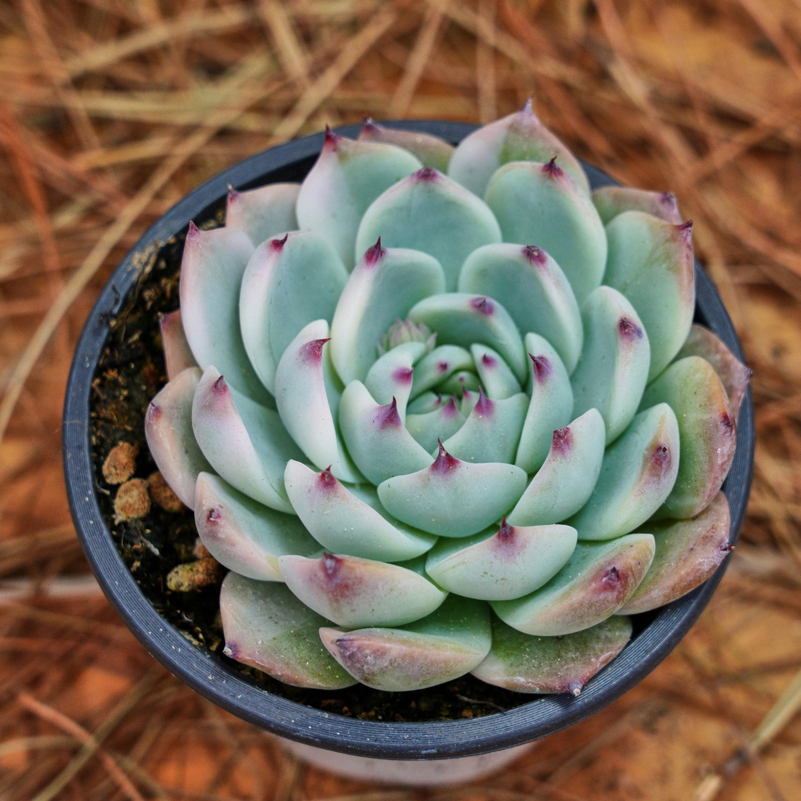 5インチの生きた多肉植物、エケベリア チワワエンシス 斑入り、お