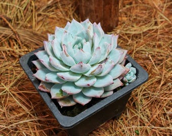 5" Live Succulent Plants, Echeveria Blue Bird, Easy Care Plants