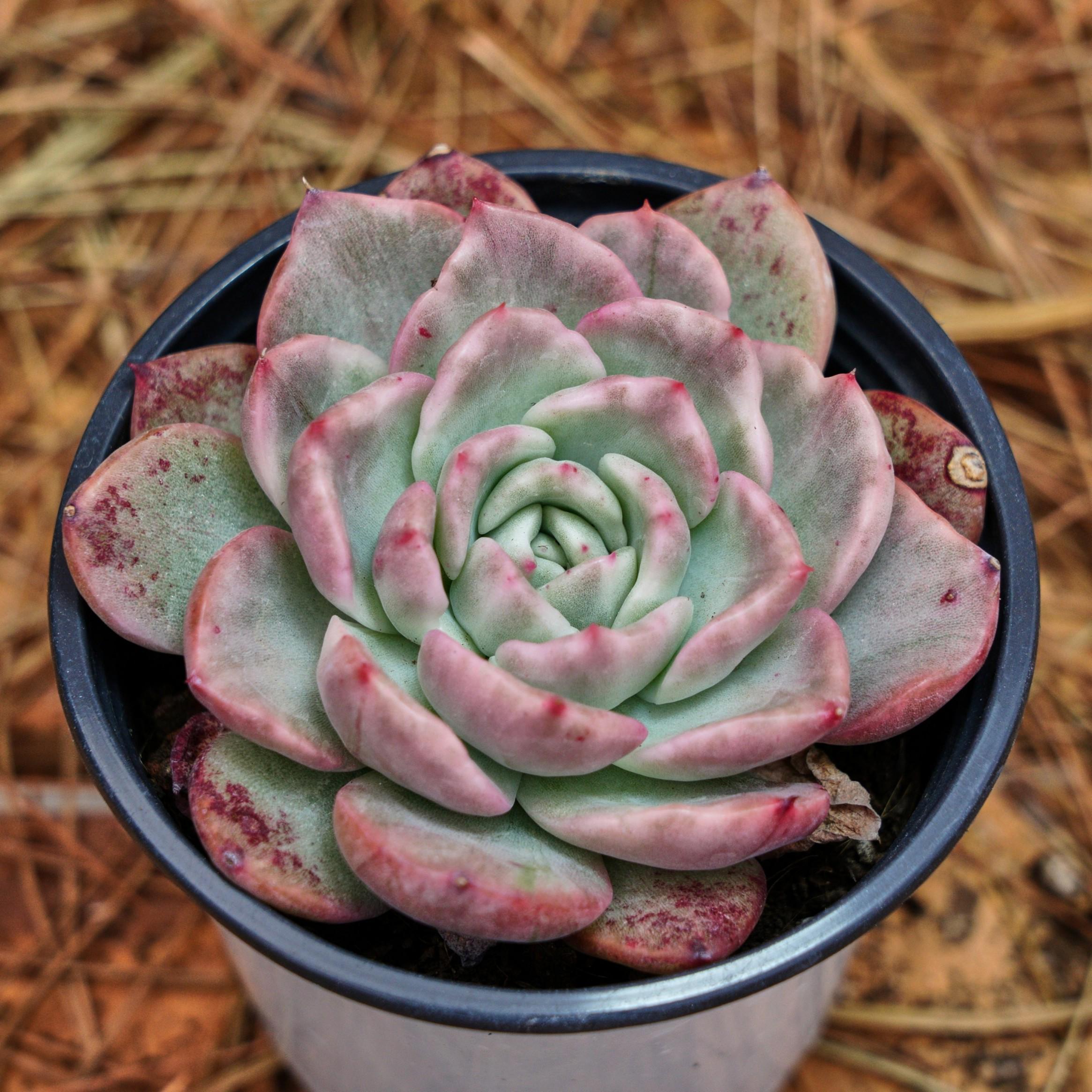 Echeveria strictiflora v nova - Etsy 日本