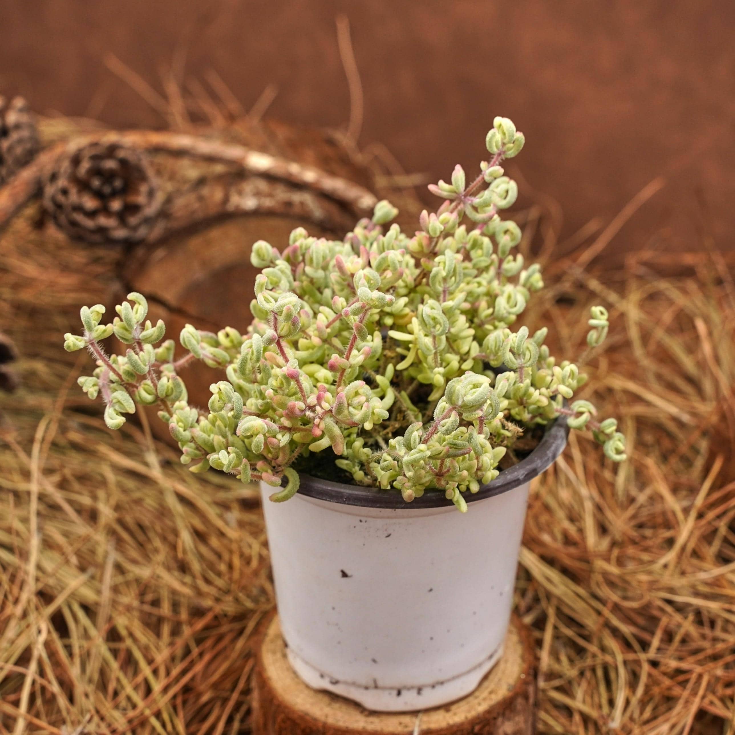 Drosanthemum - Etsy 日本
