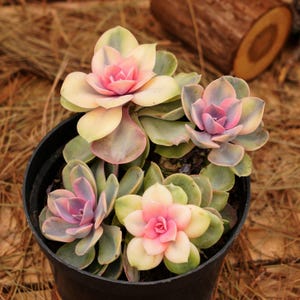 Plantas suculentas vivas de 5 pulgadas, Echeveria arcoíris, plantas de fácil cuidado