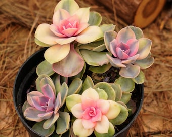 5&quot; Live Succulent Plants, Echeveria Rainbow, Easy Care Plants