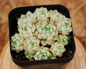2.5" Live Succulent Plants, Echeveria Ball of Fat, Easy Care Plants