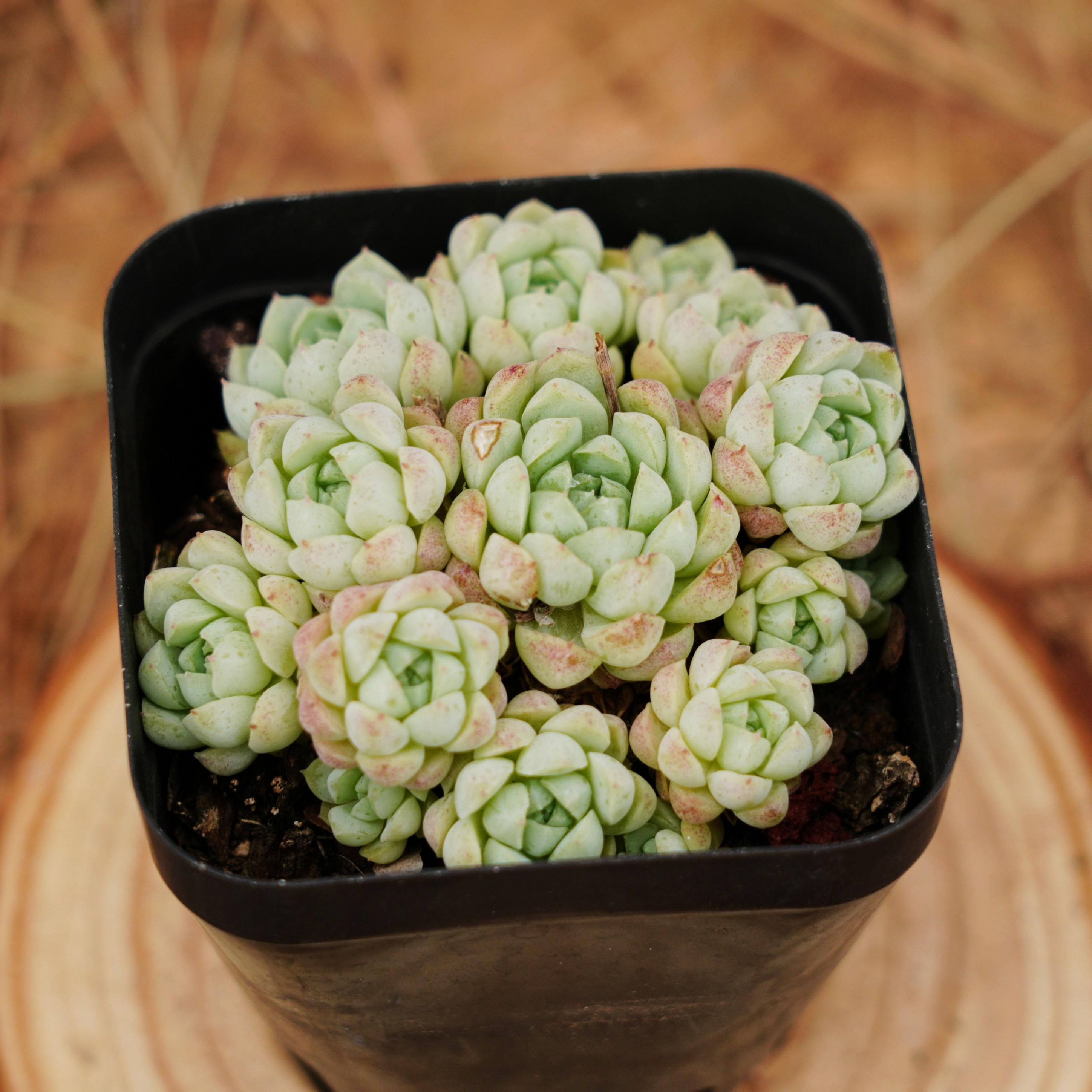 2.5インチの生きた多肉植物、エケベリアボールオブファット、お手入れ