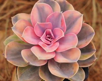 5" Live Succulent Plants, Echeveria Rainbow, Easy Care Plants