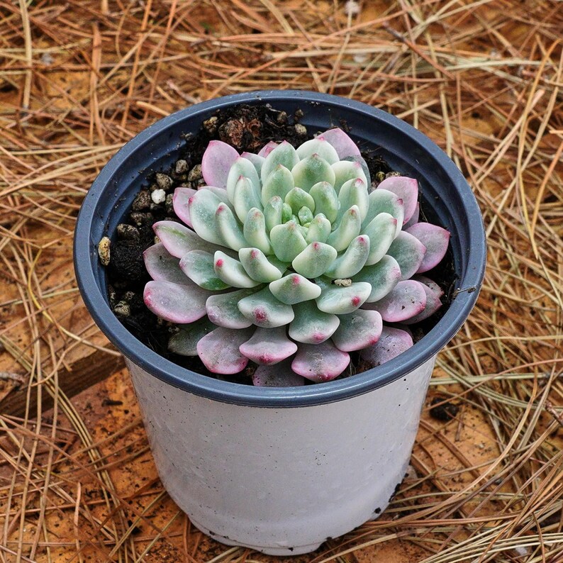 3" Live Succulent Plants, Echeveria Blue Apple Variegated - Thumbnail 3