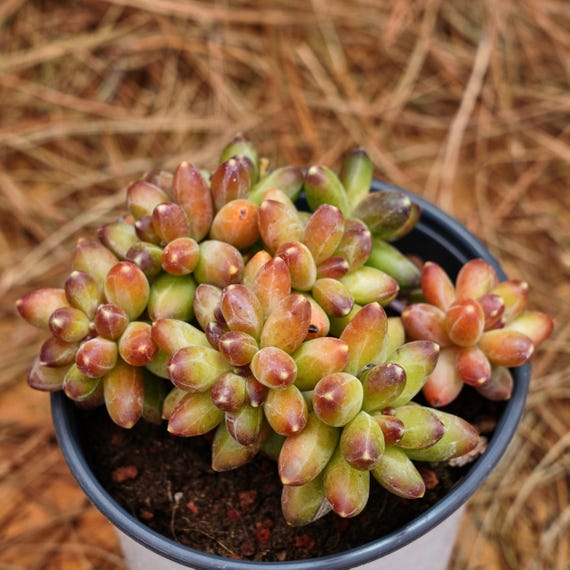 5" Live Succulent Plants, Pachyphytum Compactum Crested, Easy Care Plants -  Etsy