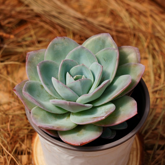 5" Live Succulent Plants, Echeveria Brinks Blue, Easy Care Plants - Etsy