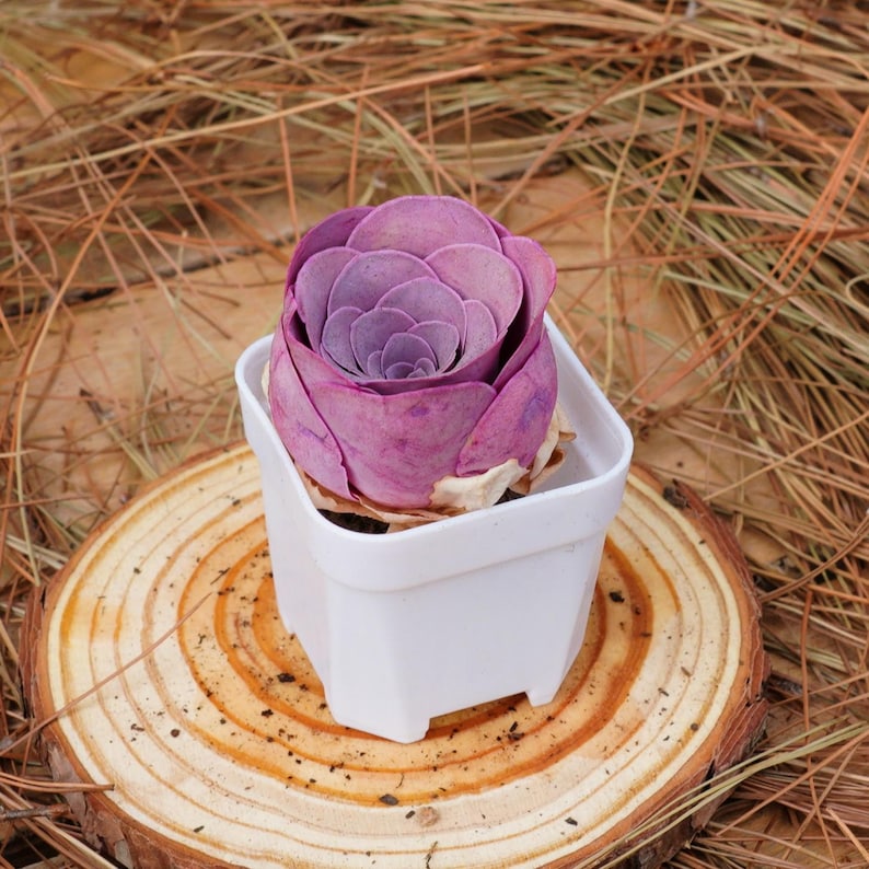 K&ouml;nnte beinhalten: Eine kleine, violette Sukkulente in einem wei&szlig;en quadratischen Topf, der auf einem runden Holzsockel steht.