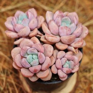 Op de afbeelding: Close-up van verschillende vetplanten in een zwarte pot. De vetplanten hebben vlezige, afgeronde bladeren in tinten roze, perzik en een vleugje blauwgroen in het midden. De achtergrond is wazig, met een warme, natuurlijke toon.