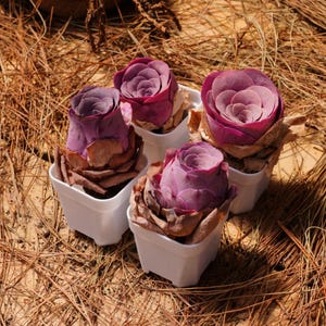 K&ouml;nnte beinhalten: Vier kleine Sukkulenten in T&ouml;pfen mit purpur-rosa Rosetten. Die Sukkulenten befinden sich in wei&szlig;en T&ouml;pfen und sind auf einem Bett aus braunen Kiefernnadeln angeordnet.