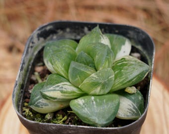 Levende vetplanten 2,5 inch, bonte, onderhoudsvriendelijke Haworthia Obtus pilifera-planten