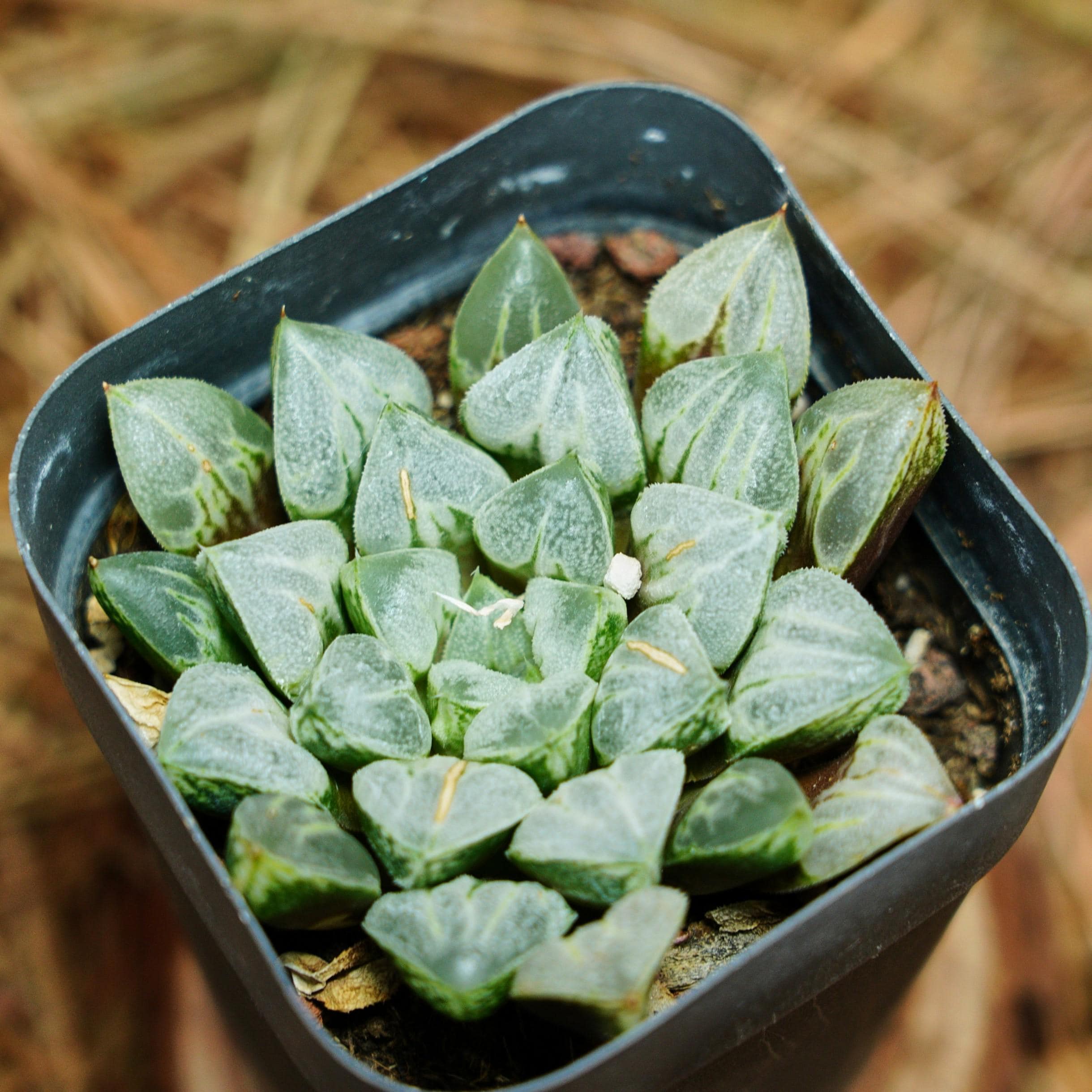 多肉植物 ハオルチアGotham City アメリカRenny氏銘品 Renny's Etsy - ハオルチア 多肉植物 haworthia Haworthia 日本 0 抜き