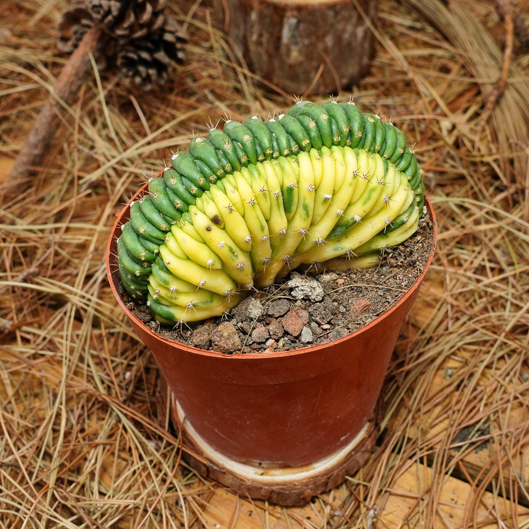4" Live Succulent Plants, Gymnocalycium Cristata Crested, Easy Care Plants