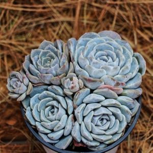 Bunny Succulent - Etsy