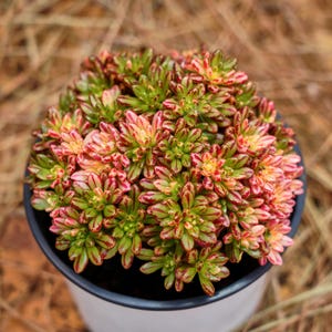 Aeonium Variegated - Etsy