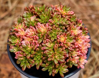 アエオニウム ピンク ウィッチ、多肉植物、多肉植物ギフト - Etsy 日本